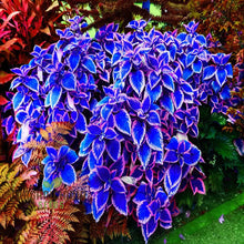 Coleus Leaf Seeds for a Beautiful Blue and White Garden  Ornamental Garden Plant Garden Plant Seeds