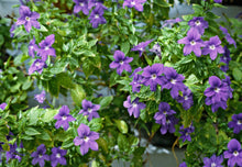 Browallia Maroon Marine Bell Seeds grown for beautiful Maroon Flowers
