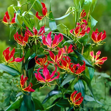 Gloriosa Rothschildiana Gloriosa Lily Vine Seeds for fast cover along a fence or wall