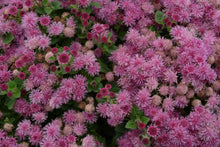 Rose Ageratum Seeds prized for soft, Pink Floral Displays
