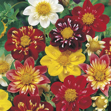 Dahlia Harlequin Seeds for colorful blooms in the Colorful, Striking Garden Flowers