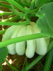 Mixed Tomato Seeds (Solanum lycopersicum) for a fresh homegrown crop from the Vegetable Patch