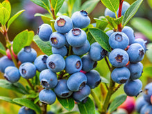 Organic American Blueberry Seeds et  Ornamental Garden Plant Premium Quality Seeds