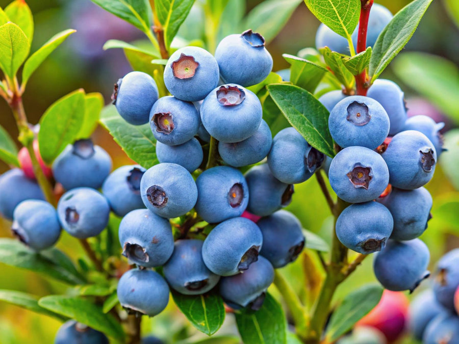 Blueberry Seeds