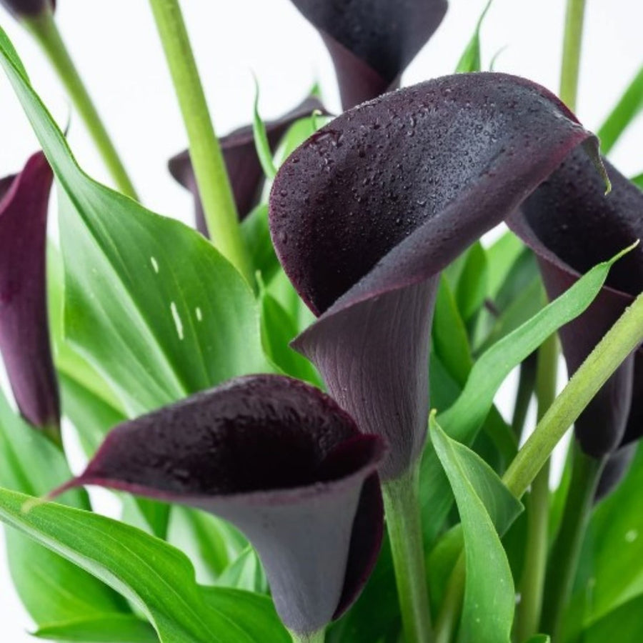 Red Edge Black Calla Seeds (Calla lily) for colorful blooms in the Patio Gardens