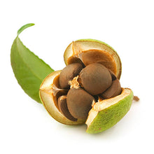 Cape Jasmine Seeds (Gardenia jasminoides) for growers filling out the Flower Bed & Garden