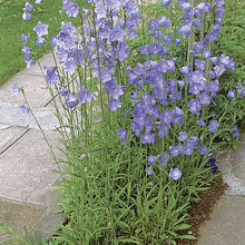 Peachleaf Bellflower Seeds (Campanula persicifolia) for a bright addition to the flower bed yard