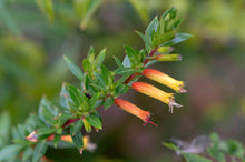 Cuphea Micropetala Candy Corn Semi Perennials Seeds for home growers seeking a reliable harvest