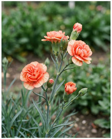 Heather Carnation ‘Arctic Fire’ Seeds for growers filling out the Landscape