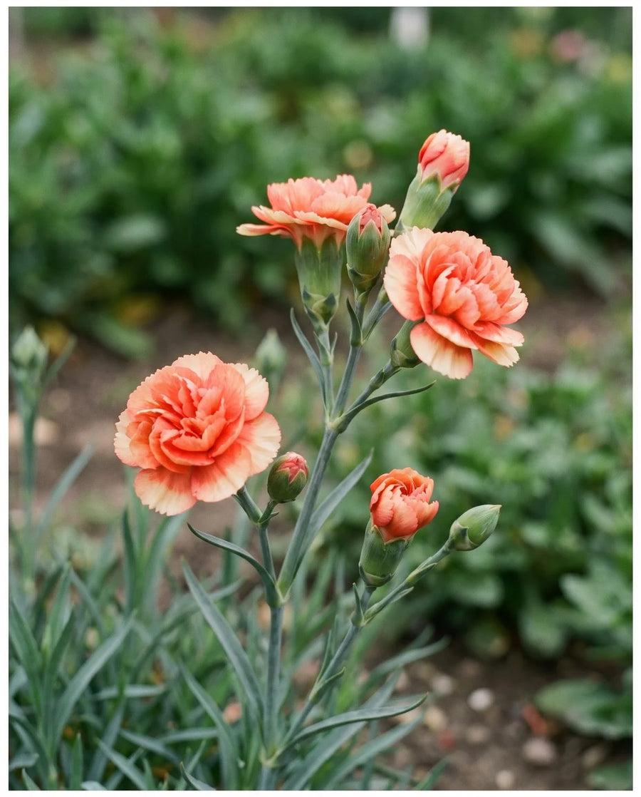Heather Carnation ‘Arctic Fire’ Seeds for growers filling out the Landscape