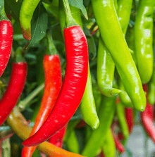 Red Thick Cayenne Pepper Seeds prized among growers for hot, Thick Cayenne Peppers