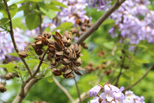 Royal Empress Seeds (Paulownia tomentosa) for a lasting display in the Landscape