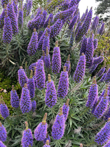 Echium Fastuosum Nattern Seeds for growers seeking a long-blooming display