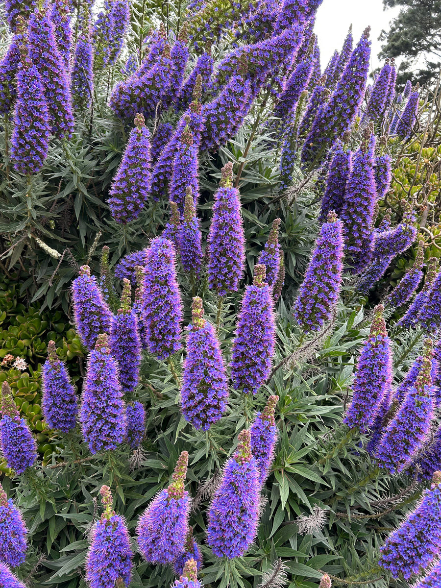 Echium Fastuosum Nattern Seeds for growers seeking a long-blooming display