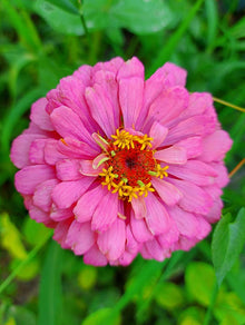 Zinnia Colorato Giallo Seeds valued for bright Yellow Zinnia Blooms