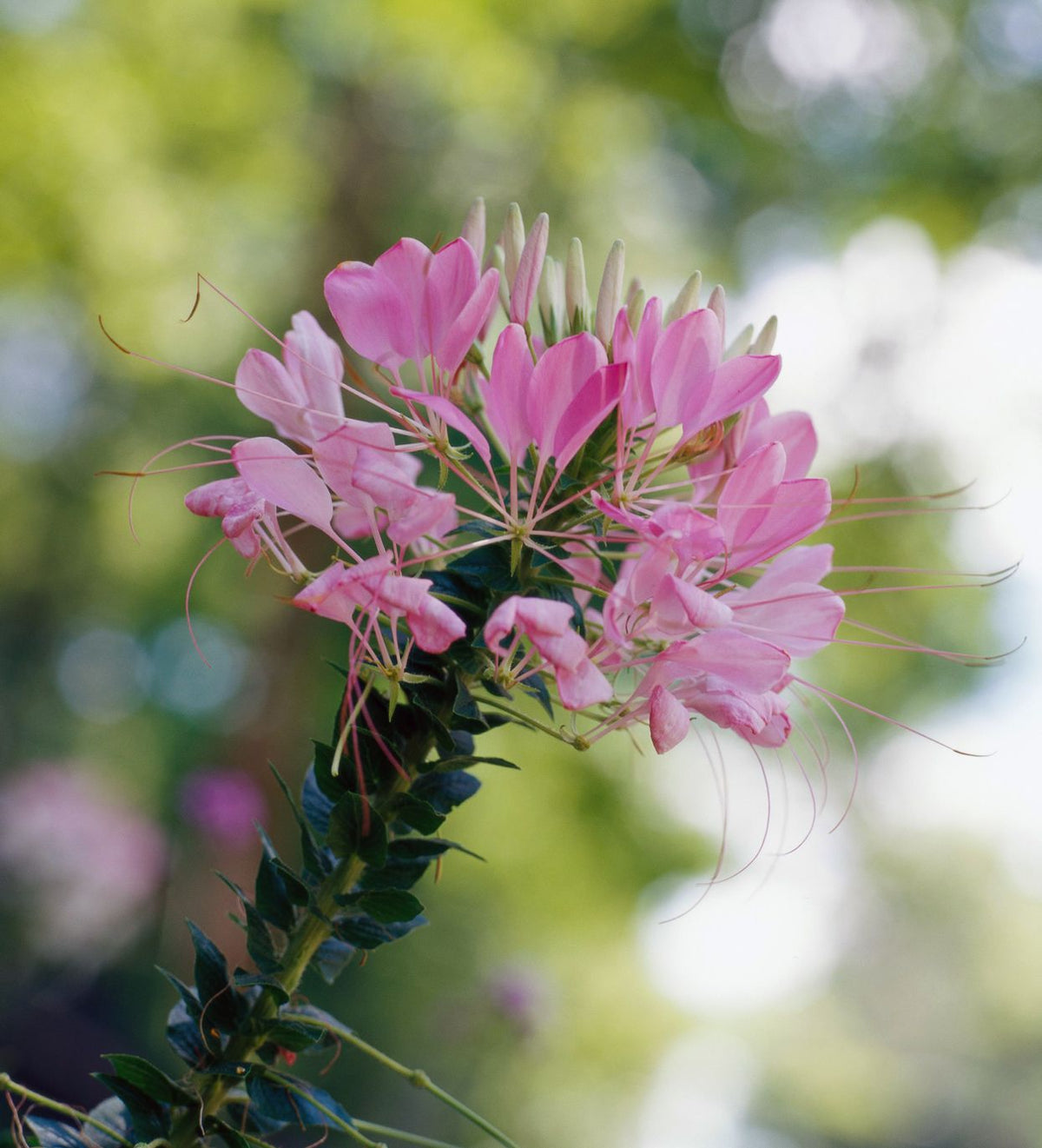 Spiny Spiderflower Seeds for a colorful addition to any planting