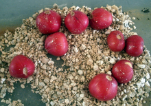 Clivia Seeds (Clivia miniata) for growers filling out the indoor pots or shaded garden areas
