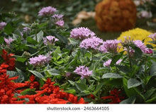 Sternblume Seeds (Sternbergia lutea) for colorful blooms in the Flower Bed & Garden