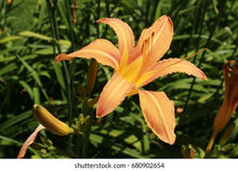 Taglilie Seeds (Hemerocallis spp.) for growers filling out the Flower Bed