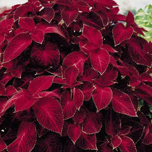 Coleus Volcano Seeds grown for stunning Indoor or Outdoor Plants