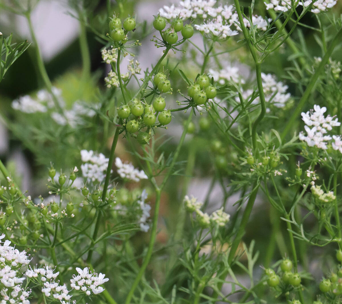 Coriander Plants for cooks growing their own fresh herbs