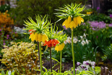 Fresh Fritillaria Imperia Wang Flower Seeds for Planting, Yellow et  Ornamental Garden Plant for Home Gardening
