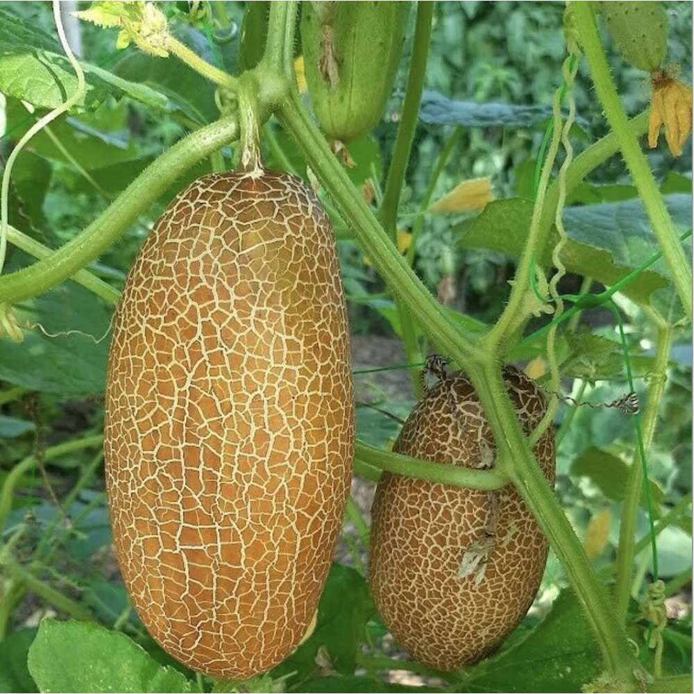 Super Large Cucumber seeds for huge harvest