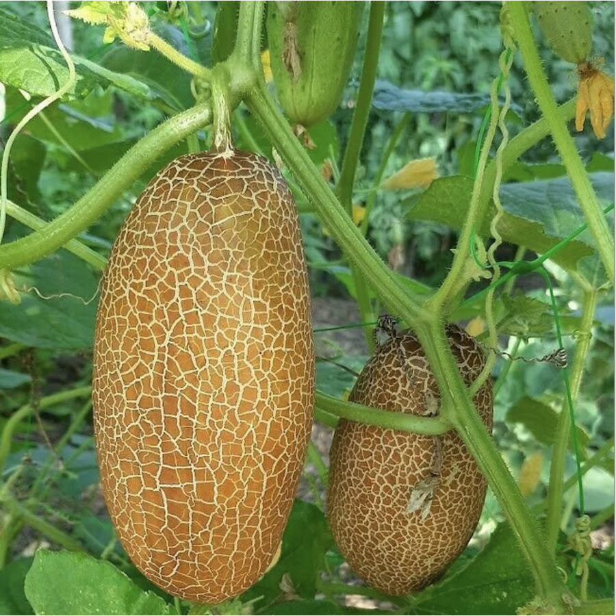 Super Large Cucumber seeds for huge harvest