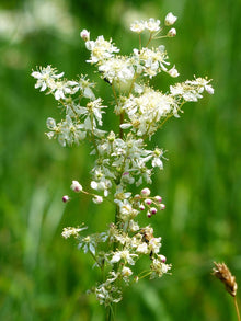 Meadowsweet Seeds (Filipendula ulmaria) for seasonal color across the herbal gardens and wetland areas