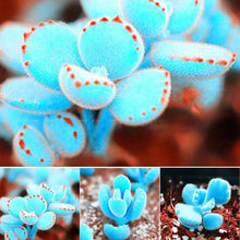 Mini Blue Lithops Stone Seeds for long-term planting in the Bonsai & Home Garden