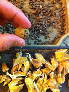 Hibiscus Hibiscus rosa-sinensis Speiseteller flower seeds for planting in home garden beds - for planting in home garden