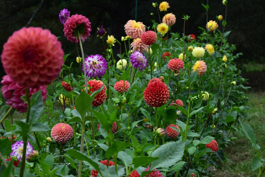 Dahlia Miniature Mixed Colors Easy-Grow Flower - for planting in home garden