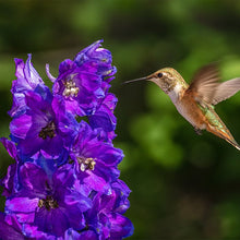 Hummingbird Seeds for a bright addition to the Flower Bed & Garden