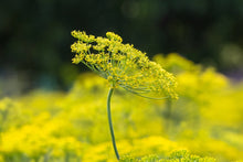 Dill Plants for cooks growing their own fresh herbs