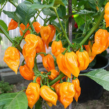 Dorset Naga Pepper Seeds (Capsicum chinense) for a reliable harvest in the Vegetable Patch & Garden
