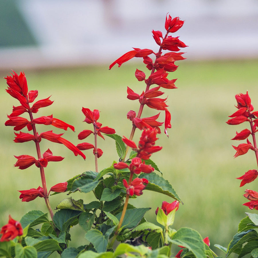 Scarlet Sage Salvia Coccinea Heat-Tolerant Flower - for planting in home garden