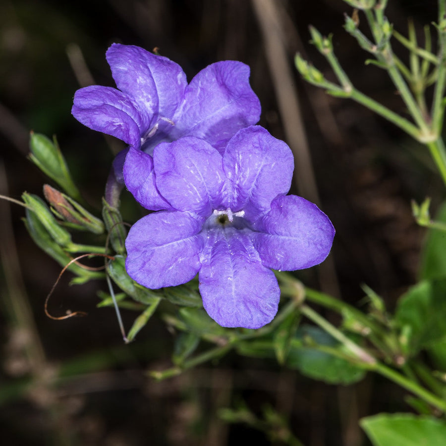 Petunia Petunia Hybrida Wild Flower Seeds for Planting – Ideal for Cottage Gardens and Pollinator-Friendly Spaces