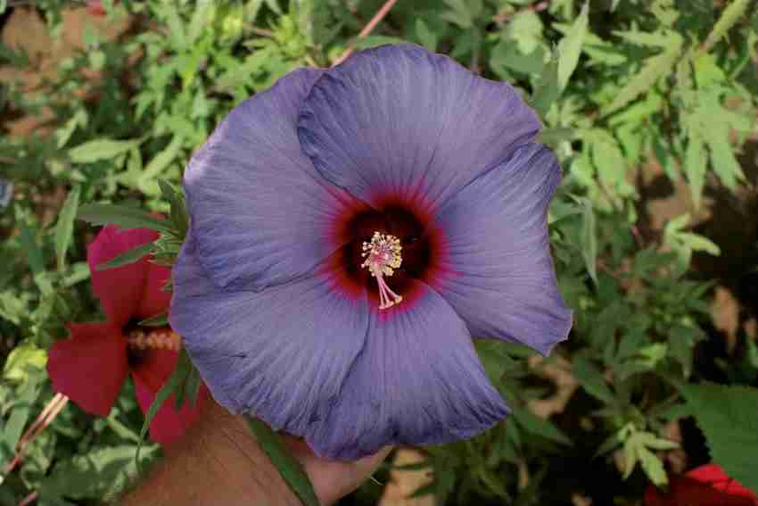 Hibiscus Hibiscus rosa-sinensis Dinnerplate Mix flower seeds for planting in home or backyard garden beds - for planting in home garden