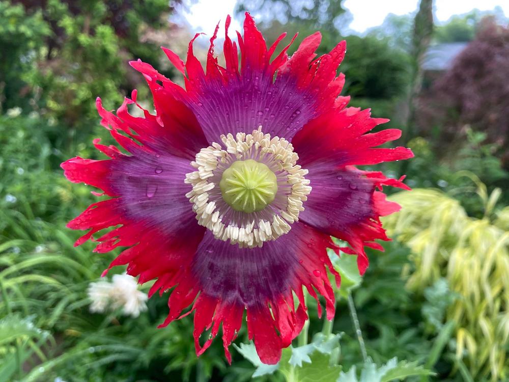 Red and black poppy (Papaver spp.) for planting in DIY garden