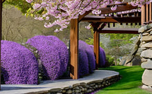 ROCK Cress Seeds for a lasting display in the Dark Blue Garden