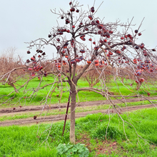 Fresh And Sweet G Antes Jujube Seeds Planted In Red age Of  Ornamental Garden Plant Premium Quality Seeds