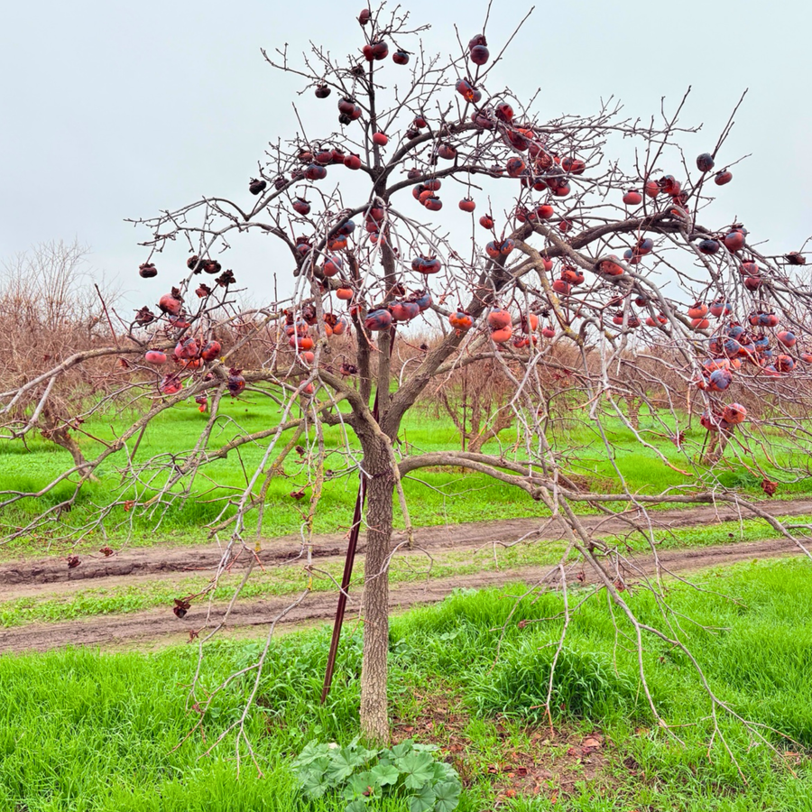 Fresh And Sweet G Antes Jujube Seeds Planted In Red age Of  Ornamental Garden Plant Premium Quality Seeds