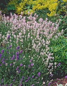 Heirloom Non-GMO Rosea Pink Lavender Seeds for cooks growing the Colorful Garden Blooms
