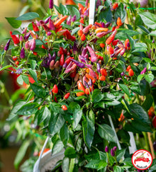 Explosive Ember Pepper Seeds valued by growers for spicy, Fiery Peppers