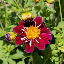 Heirloom Harlequin Seeds for a lasting display in the Unique Garden Charm