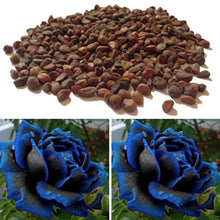 Rose Rosa Hybrida Midnight Seeds prized for ornamental Bouquets