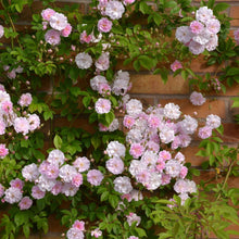 Himalayan Musk Rose Seeds (Rosa brunonii) for colorful blooms in the Garden & Flower Bed