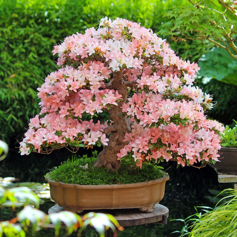 Japanese Cherry Blossom Bonsai Seeds  Ornamental Flowering Tree Premium Quality Seeds