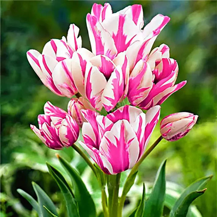 Tulip Mixed Colors 20 Varieties Flower - for planting in home garden