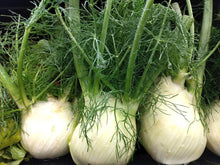 Green Fennel Plants for cooks growing their own fresh herbs